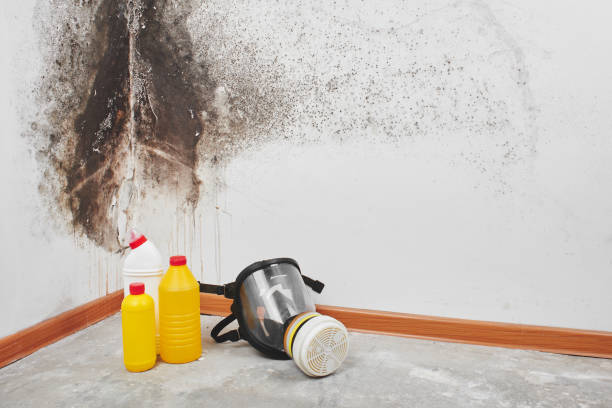 Best DIY Mold Remediation Support Services in Lomira, WI