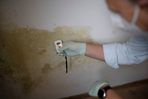 Best Mold Testing and Inspection Services in Lomira, WI