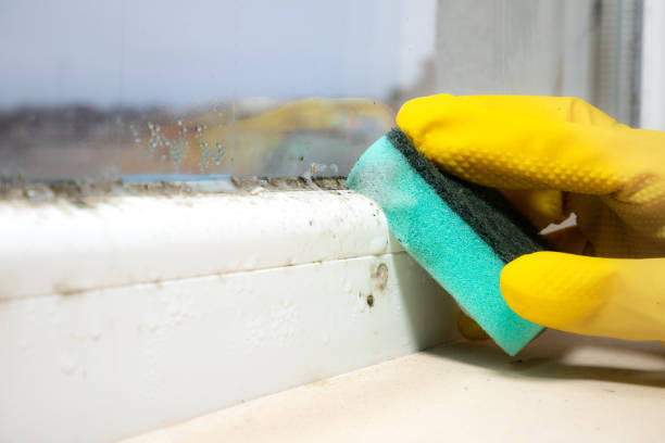 Best Crawl Space Mold Remediation in Lomira, WI