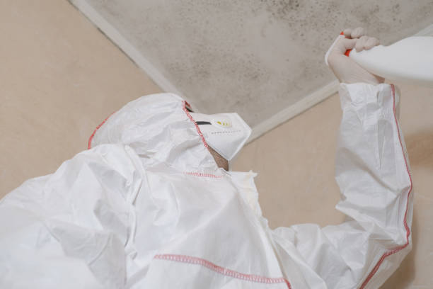 Best Black Mold Remediation in Lomira, WI