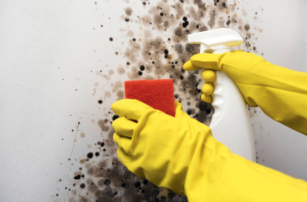 Best Emergency Mold Remediation in Lomira, WI