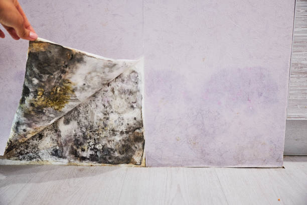 Professional Mold Remediation in Lomira, WI